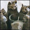Thumbnail and Linked Image Copyright 2001 Astral Castle, All Rights Reserved Worldwide
