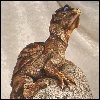 Thumbnail and Linked Image Copyright 2007 Astral Castle, All Rights Reserved Worldwide